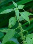 Parietaria pensylvanica Muhl. ex Willd.