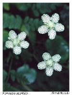 Parnassia asarifolia Vent.