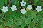 Parnassia asarifolia Vent.