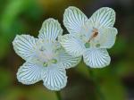 Parnassia asarifolia Vent.
