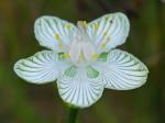 Parnassia asarifolia Vent.