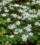 Parnassia asarifolia Vent.