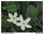 Parnassia grandifolia DC.