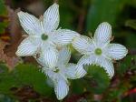 Parnassia grandifolia DC.