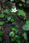 Parnassia grandifolia DC.