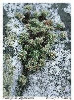 Paronychia argyrocoma (Michx.) Nutt.