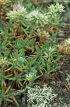 Paronychia argyrocoma (Michx.) Nutt.