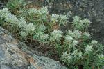 Paronychia argyrocoma (Michx.) Nutt.