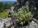 Paronychia argyrocoma (Michx.) Nutt.