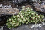 Paronychia argyrocoma (Michx.) Nutt.
