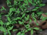 Paronychia canadensis (L.) Wood