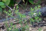Paronychia fastigiata (Raf.) Fern.