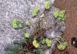 Paronychia virginica Spreng.  var. virginica