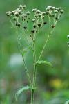 Parthenium auriculatum Britt.