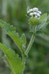Parthenium auriculatum Britt.