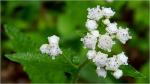 Parthenium auriculatum Britt.