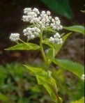Parthenium integrifolium L. var. integrifolium