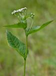 Parthenium integrifolium L. var. integrifolium