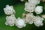 Parthenium integrifolium L. var. integrifolium