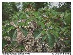 Parthenocissus quinquefolia (L.) Planch.