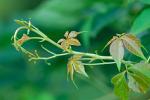 Parthenocissus quinquefolia (L.) Planch.