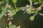 Parthenocissus quinquefolia (L.) Planch.