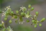 Parthenocissus quinquefolia (L.) Planch.