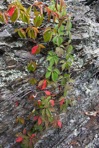 Parthenocissus quinquefolia (L.) Planch.