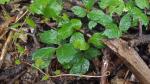 Parthenocissus tricuspidata (Sieb. & Zucc.) Planch.