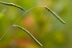 Paspalum dilatatum Poir.