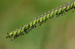 Paspalum dilatatum Poir.