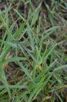 Paspalum dissectum (L.) L.