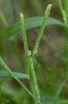 Paspalum dissectum (L.) L.