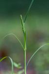 Paspalum dissectum (L.) L.