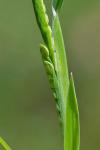 Paspalum dissectum (L.) L.