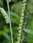 Paspalum floridanum Michx.