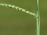 Paspalum laeve Michx.