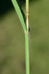 Paspalum laeve Michx.