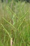 Paspalum laeve Michx.