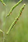 Paspalum laeve Michx.