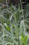 Paspalum pubiflorum Rupr. ex Fourn. var. glabrum Vasey