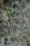 Paspalum pubiflorum Rupr. ex Fourn. var. glabrum Vasey