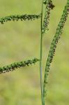 Paspalum pubiflorum Rupr. ex Fourn. var. glabrum Vasey