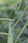 Paspalum pubiflorum Rupr. ex Fourn. var. glabrum Vasey