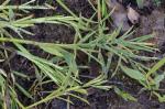 Paspalum repens P.J. Bergius