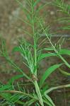 Paspalum repens P.J. Bergius