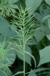 Paspalum repens P.J. Bergius