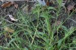 Paspalum repens P.J. Bergius