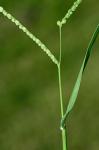Paspalum setaceum Michx.