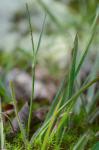 Paspalum setaceum Michx.